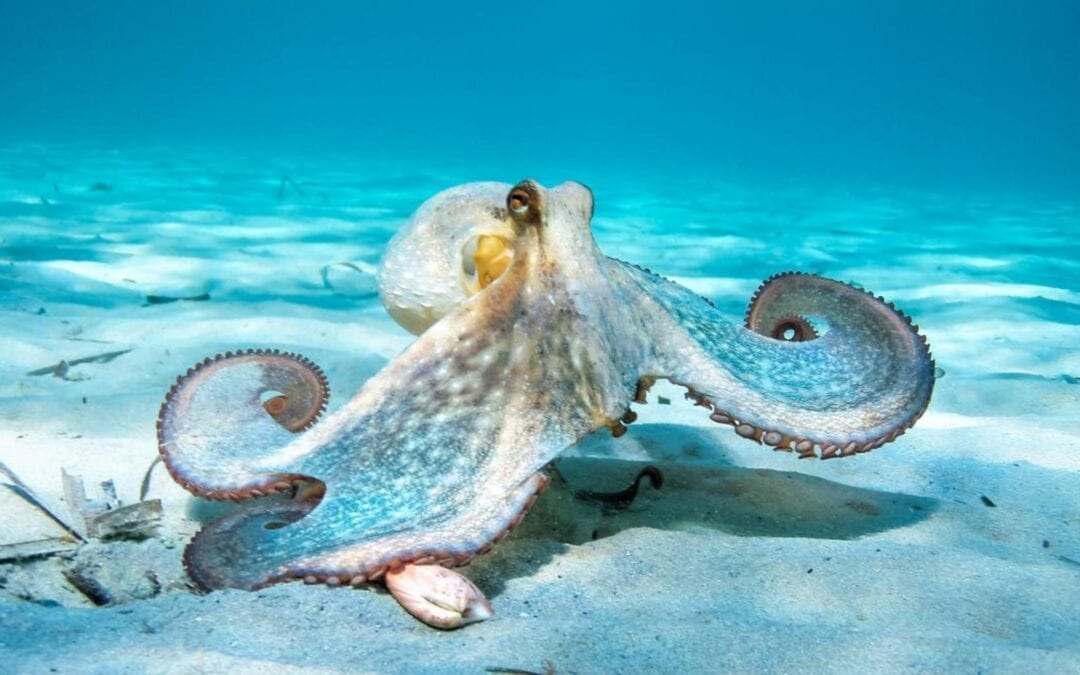 Octopuses Punch Fish in Spite